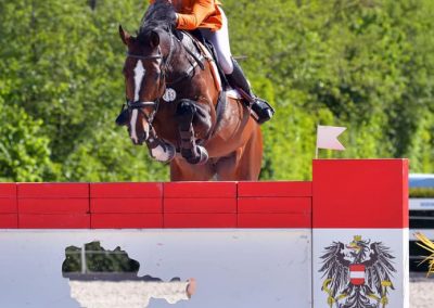 FELLINI-S (VERMONT X RASH R) Jumping international 1.60 wit Erynn Ballard